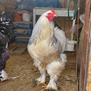 Vând cocoși Brahma Negru bobat si Hd  - imagine 3