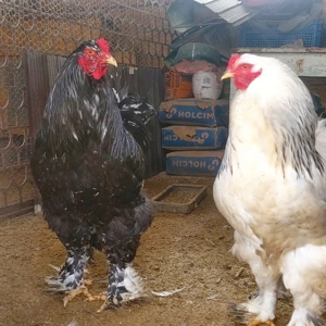 Vând cocoși Brahma Negru bobat si Hd 