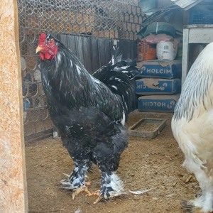 Vând cocoși Brahma Negru bobat si Hd  - imagine 2