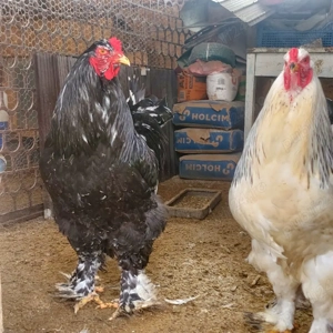 Vând cocoși Brahma Negru bobat si Hd  - imagine 4