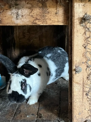 pereche de iepuri  - imagine 4