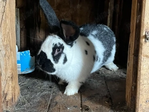 pereche de iepuri  - imagine 3