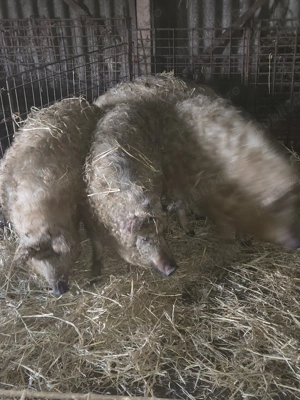 Vand scrofite mangalita