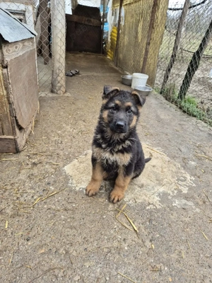 Puii Ciobanesc German!!! - imagine 4