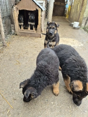 Puii Ciobanesc German!!! - imagine 3