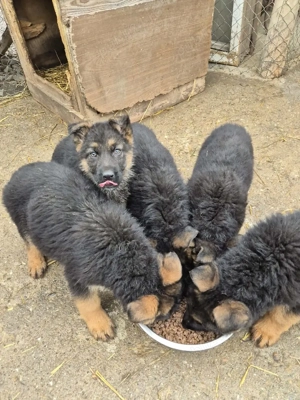 Puii Ciobanesc German!!! - imagine 2