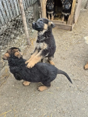 Puii Ciobanesc German!!! - imagine 5