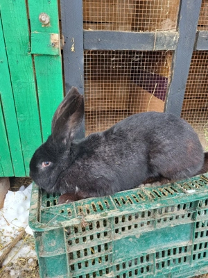 berbec german  - imagine 2