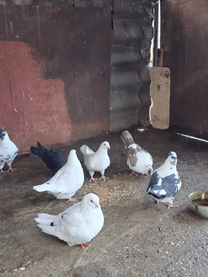 Porumbei texani + mondain  - imagine 4