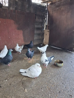 Porumbei texani + mondain  - imagine 5