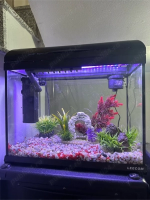 agvariu pesti  - imagine 2