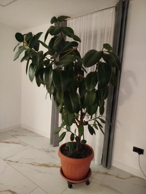 Ficus aproximativ 2,4 metri