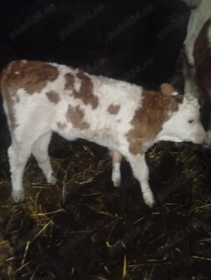 Vând 4 vitei de lapte - imagine 4