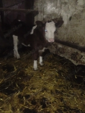 Vând 4 vitei de lapte - imagine 3