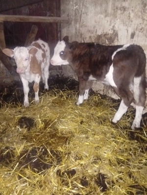 Vând 4 vitei de lapte - imagine 2