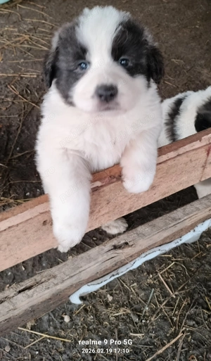 Vand pui ciobanesc de Bucovina  - imagine 3