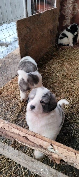 Vand  catei ciobanesti de Bucovina  - imagine 2