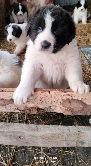 Vand  catei ciobanesti de Bucovina  - imagine 4