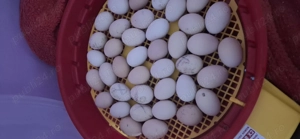 Oua pentru incubat si pui din rasa Playmouth Rock barat