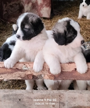 Vand pui ciobanesc de Bucovina  - imagine 5