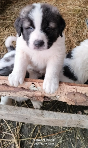 Vand pui ciobanesc de Bucovina  - imagine 4