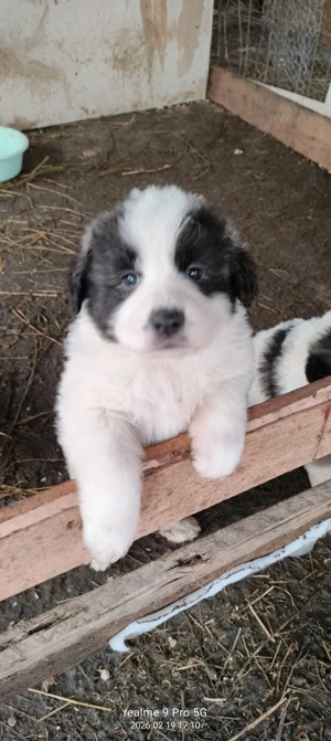 Vand pui ciobanesc de Bucovina 
