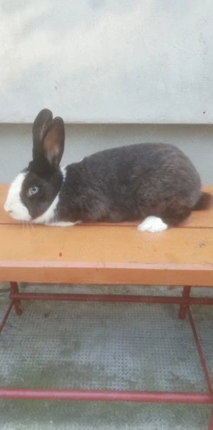 Vând iepuri.  - imagine 3