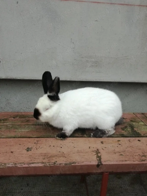 Vând iepuri.  - imagine 2