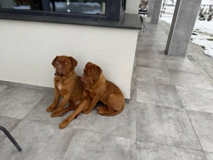 Disponibil  Dogue de Bordeaux femela, în vârstă de 6luni, provenit de la părinți campioni - imagine 3