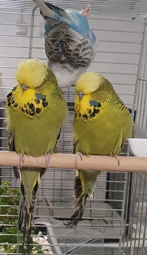 Perusi Standard 2025 - imagine 2