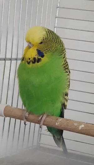 Perusi Standard 2025 - imagine 3