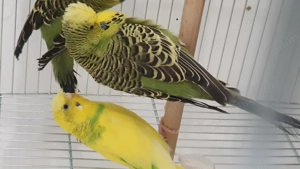 Perusi Standard 2025 - imagine 5