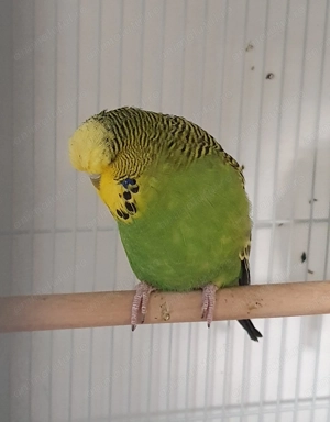 Perusi Standard 2025 - imagine 4