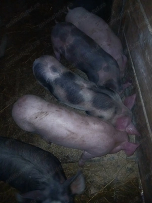 Vand purcelusi rasa landras-pietran - imagine 11