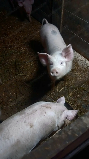 Vand purcelusi rasa landras-pietran - imagine 13