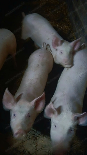 Vand purcelusi rasa landras-pietran - imagine 15