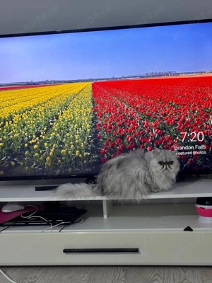 Vând pisică persană silver  - imagine 4