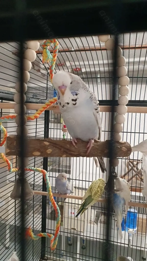 Perusi adulti dar si pui normali dar si standard blanzi - imagine 5