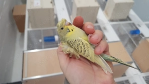 Perusi adulti dar si pui normali dar si standard blanzi - imagine 3