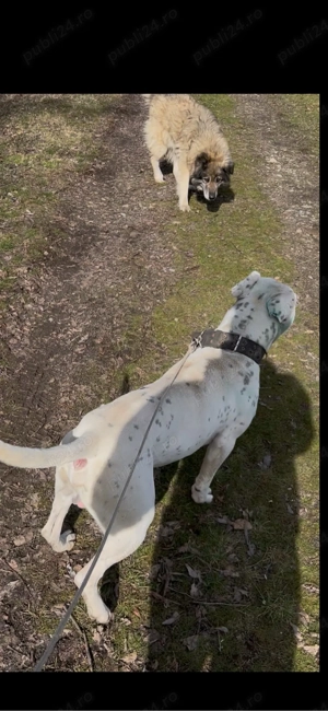 Dog argentinian  - imagine 5