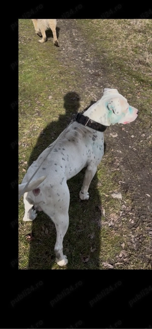 Dog argentinian  - imagine 4