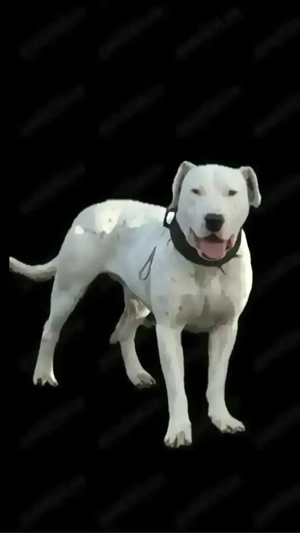 Dog argentinian  - imagine 2