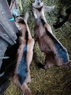 vand ieduti alpini francezi - imagine 2