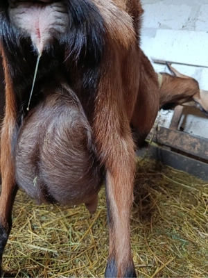 vand ieduti alpini francezi - imagine 3