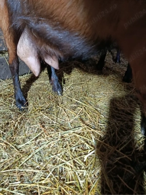 vand ieduti alpini francezi - imagine 4