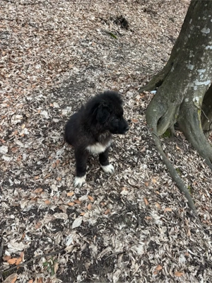 ciobanesc corb mascul - imagine 3