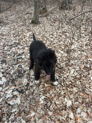 ciobanesc corb mascul