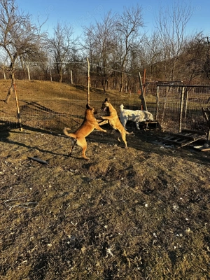 Căței belgian malinois - imagine 2