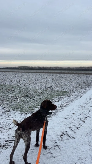 Vand schimb brac german - imagine 2