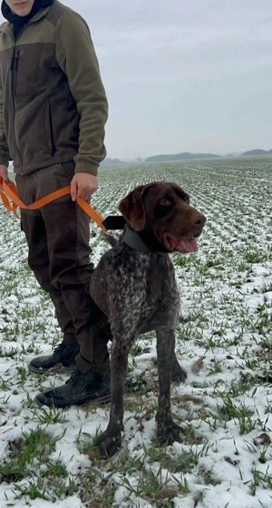 Vand schimb brac german - imagine 3